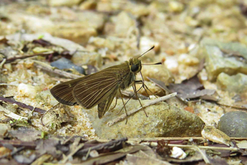 Ocola Skipper